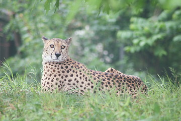 Image showing cheetah