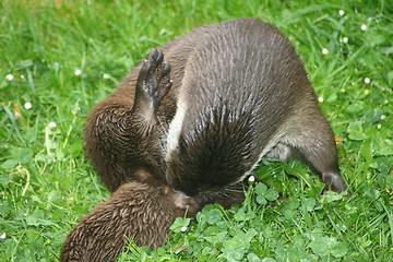 Image showing Otter