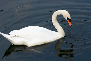 Image showing Mute Swan (Cygnus olor)