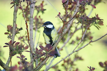 Image showing Great Tit (Parus major)