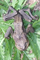 Image showing dead frog 