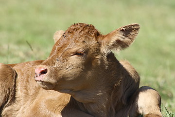 Image showing brown calf 