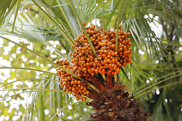 Image showing Palm tree with bright orange fruits