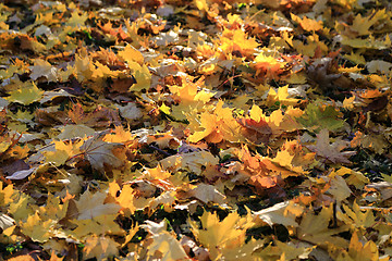 Image showing Beautiful golden autumn leaves in the rays of the evening sun