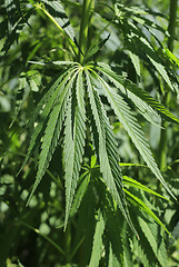 Image showing Green fresh foliage of cannabis plant (hemp, marijuana)