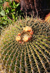 Image showing Large cactus with beautiful yellow flowers