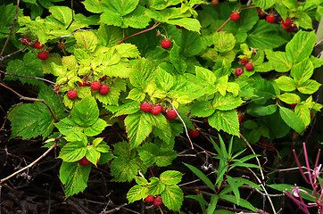 Image showing Raspberry bush with bright ripe berries