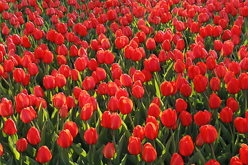 Image showing Beautiful red tulips glowing on sunlight