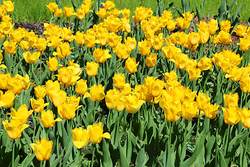 Image showing Beautiful yellow tulips