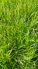 Image showing Fresh green grass close-up