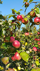 Image showing Branches of an apple-tree with ripe red apples