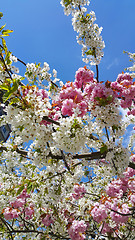 Image showing Pink and white flowers of spring cherry trees against the blue s