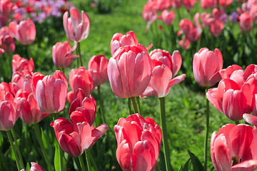 Image showing Beautiful bright pink tulips