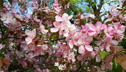 Image showing Branches of spring apple tree with beautiful pink flowers