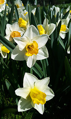 Image showing Beautiful white and yellow flowers of spring Narcissus