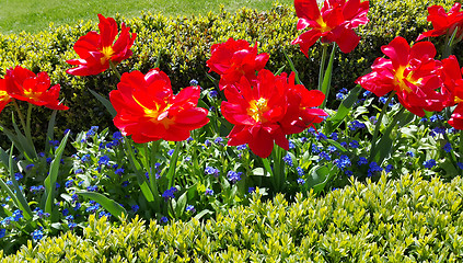 Image showing Beautiful Tulips and Forget Me Not flowers