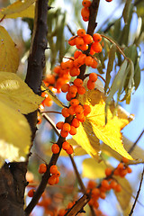 Image showing Branches of sea buckthorn