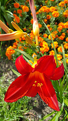 Image showing Beautiful bright lilies on a sunny day