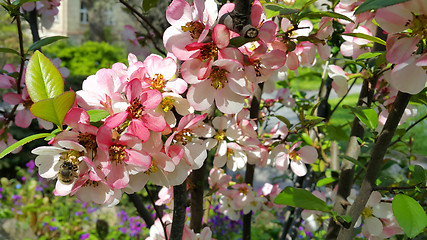 Image showing Beautiful pink flowers of spring blooming tree