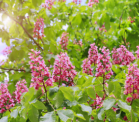 Image showing Branches of the red blooming horse-chestnuts