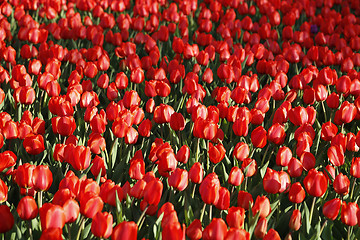 Image showing Beautiful red tulips