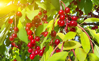 Image showing Bright berries of bird cherry