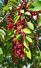 Image showing Branches of bird cherry with berries 