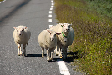 Image showing Sheep on Norwegian road