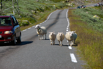 Image showing Sheep on Norwegian road