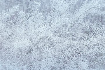 Image showing Abstract Blurred Winter Frozen Grass Background