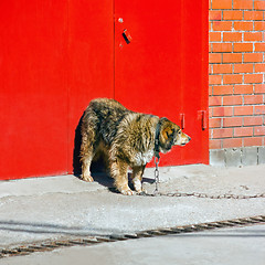 Image showing Shaggy Dog Guards The Entrance To Building