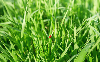 Image showing Ladybug In The Fresh Grass Among Dew Drops