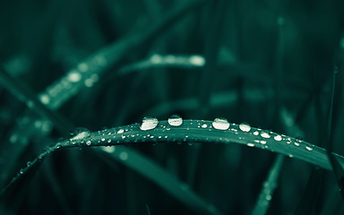 Image showing Water Drops On Dark Green Grass Close-up