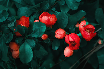 Image showing Spring Blossom Of Red Garden Flowers Close-up