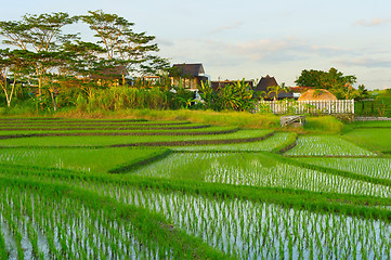 Image showing Bali rice fields at sunset