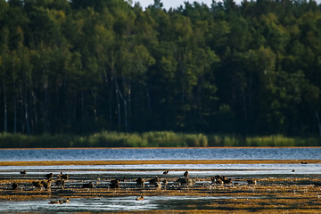 Image showing Large colony with ducks swims in the lake.