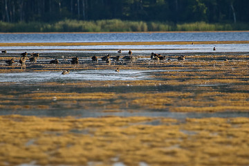 Image showing Large colony with ducks swims in the lake.