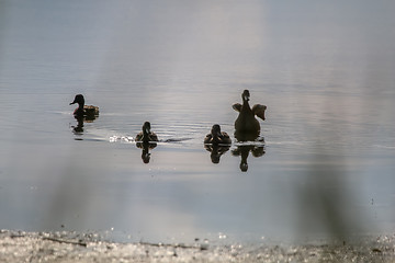 Image showing Ducks family swims in the lake.