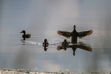 Image showing Ducks family swims in the lake.