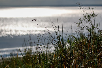 Image showing Baltic seas coast overgrown with the grass.