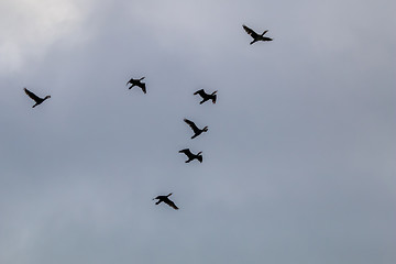 Image showing Flock of ducks flying in the blue sky.