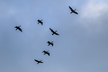 Image showing Flock of ducks flying in the blue sky.