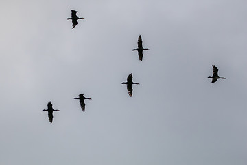 Image showing Flock of ducks flying in the blue sky.