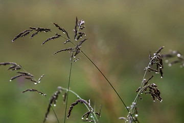 Image showing Bent with rain drops on green background.