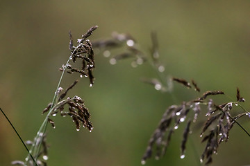 Image showing Bent with rain drops on green background.