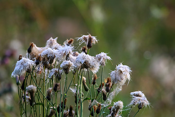 Image showing Deflorate weeds on wild meadow.