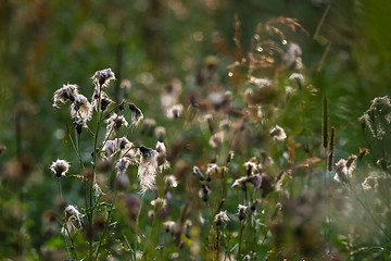 Image showing Deflorate weeds on wild meadow.