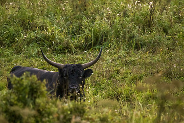 Image showing Bull grazing in the meadow on summer morning.