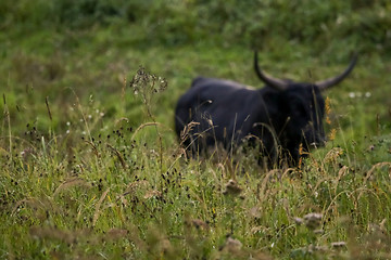 Image showing Bull grazing in the meadow on foggy summer morning.