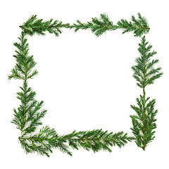 Image showing Juniper Fir Background Border